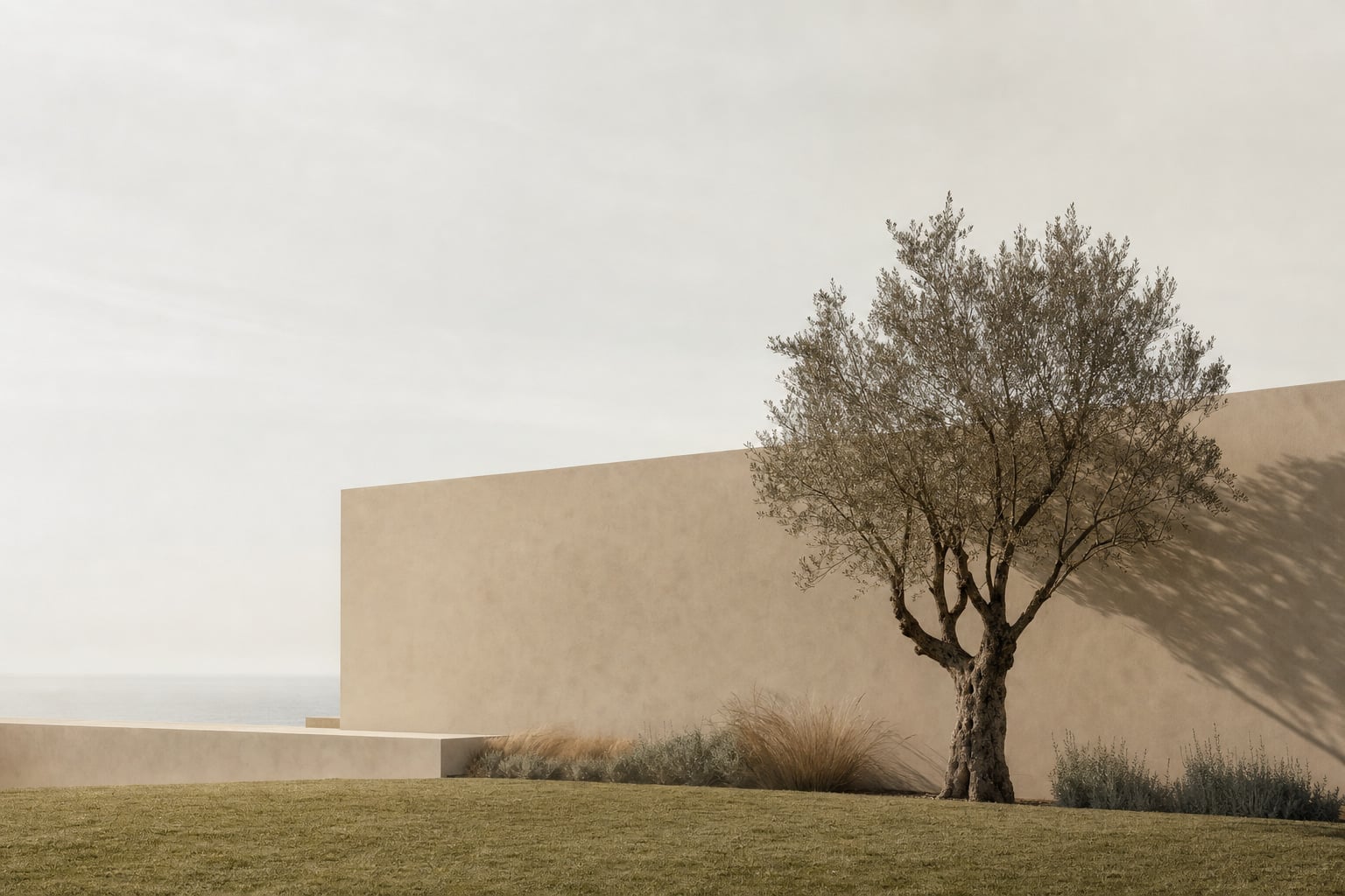 An olive tree against a long plaster garden wall, with mown grass in front and the sea faint behind.