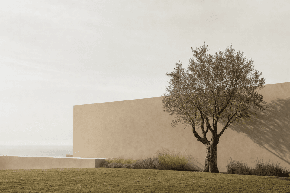 An olive tree against a long plaster garden wall, with mown grass in front and the sea faint behind.