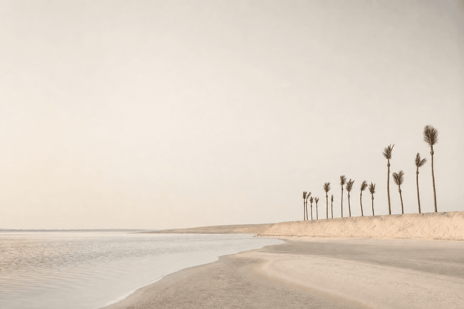 A curve of empty pale beach meeting still shallow water, with a row of young palms along the dune.