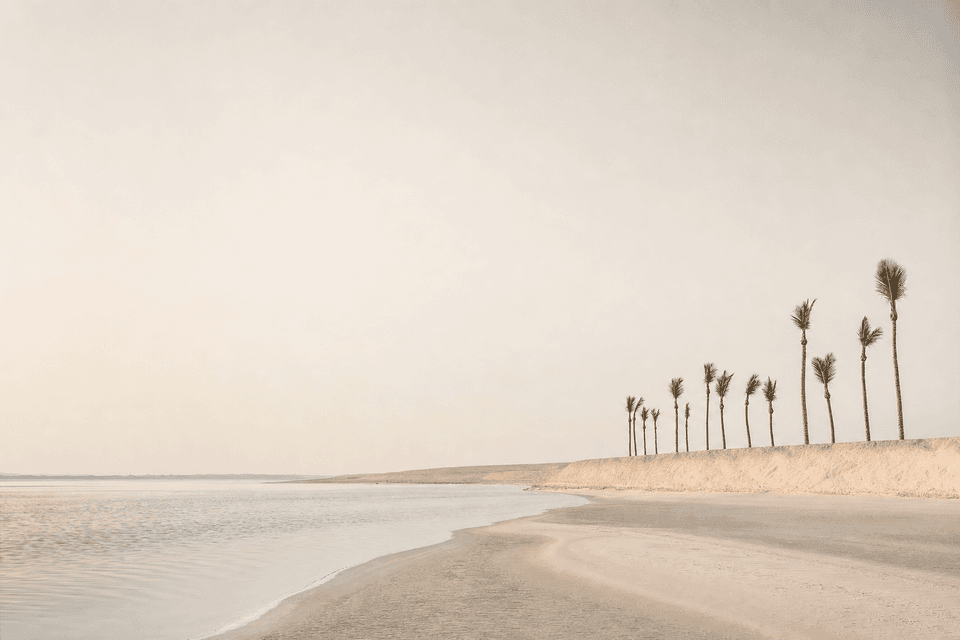 A curve of empty pale beach meeting still shallow water, with a row of young palms along the dune.